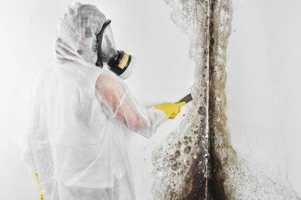 Best Residential Mold Remediation in Lakewood, WA