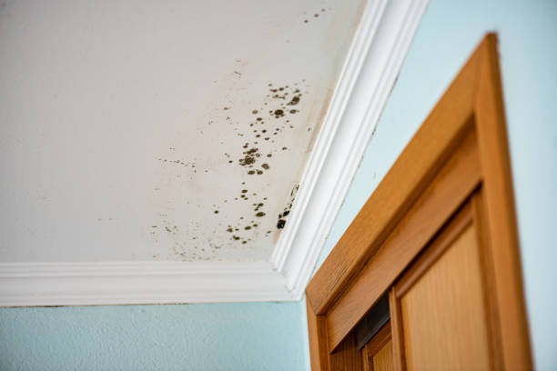 Trusted Lakewood, WA Mold Remediation Experts